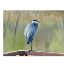 Great Blue Heron Postcard