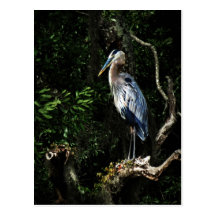 Great Blue Heron Postcard