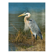 Great Blue Heron Postcard