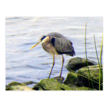 Great Blue Heron Postcard