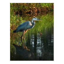 Great Blue Heron Postcard 2