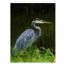 Great Blue Heron Postcard 3