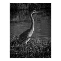 Great Blue Heron Postcard 4 Black & White