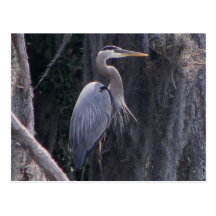 Great Blue Heron Postcards