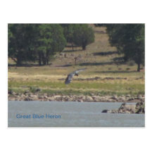 Great Blue Heron Postcards