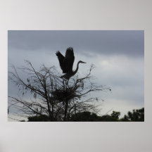 Great Blue Heron Poster
