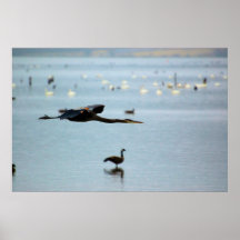 Great Blue Heron Posters