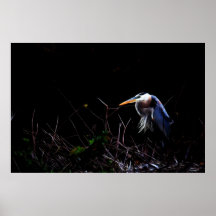 Great Blue Heron Print