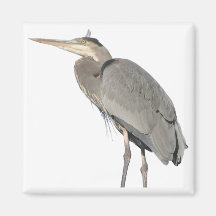 Great Blue Heron Square Magnet
