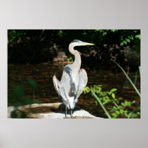 Great Blue Heron Sunning on a Rock Poster