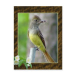 Great Crested Flycatcher Postcard 2