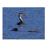 Great Crested Grebe Post Cards