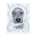 Great Dane Baby Blue Boy postcards