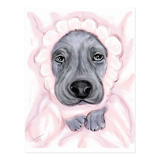 Great Dane Baby Blue Girl Postcard