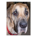 great dane greeting cards