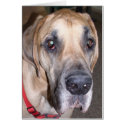 great dane cards