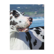Great Dane - Harlequin - Bogey