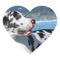Great Dane - Harlequin - Bogey