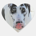 Great Dane - Harlequin - My Tongue Touches My Nose Heart Stickers