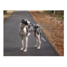 Great Dane Marley Post Cards