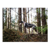 Great Dane Marlie in Woods Postcard