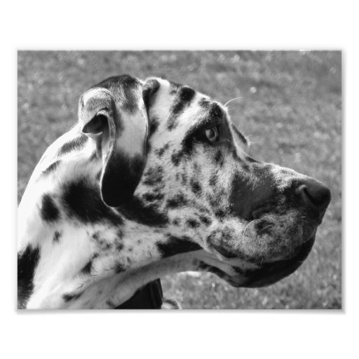 GREAT DANE PHOTO