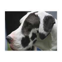 Great Dane Post Cards