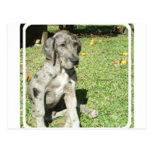 Great Dane Postcard