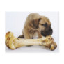 Great Dane puppy with bone in studio Post Cards