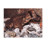 Great dane toad postcard