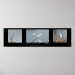 "Great Egret Collection" posters