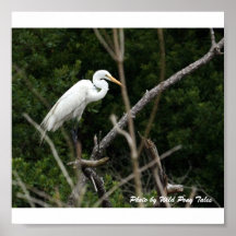 Great Egret Perched Posters