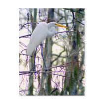 GREAT EGRET POSTCARD