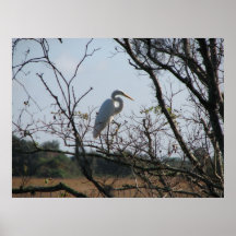 Great Egret Poster