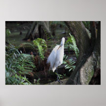 Great Egret Poster
