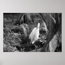 Great Egret Posters