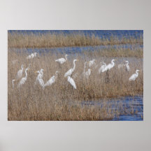 Great Egret Print