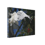 Great Egret Stretched Print Gallery Wrapped Canvas