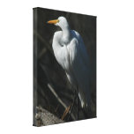 Great Egret Wrapped Canvas Stretched Canvas Prints