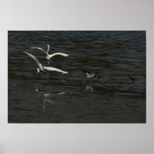 Great Egrets Courtship Flight  Print