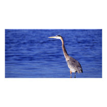 Great Grey Heron Custom Photo Card