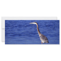 Great Grey Heron Rack Card Template