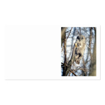 Great Grey Owl - Creamy Brown Watcher