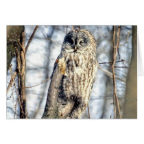 Great Grey Owl - Creamy Brown Watcher