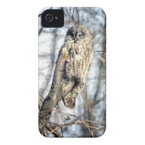 Great Grey Owl - Creamy Brown Watcher