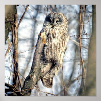Great Grey Owl - Creamy Brown Watcher