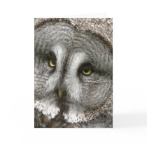 Great Grey Owl Greeting Card