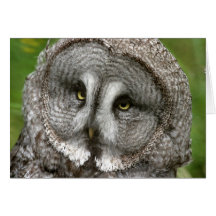 Great Grey Owl Greeting Card
