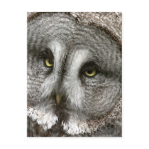 Great Grey Owl Postcard