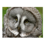 Great Grey Owl Postcard